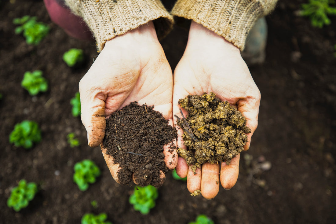 Common Garden Soil Problems and How to Fix Them