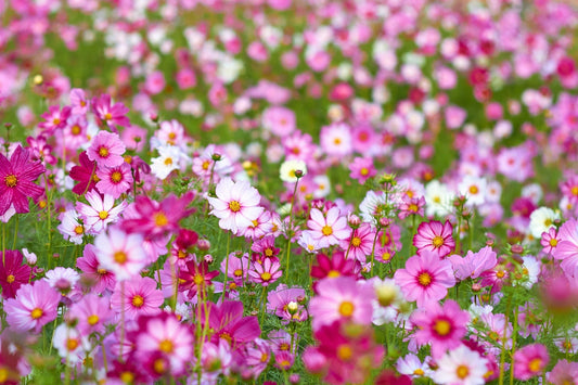 Cosmos Flowers: The Garden's Perfect Companion