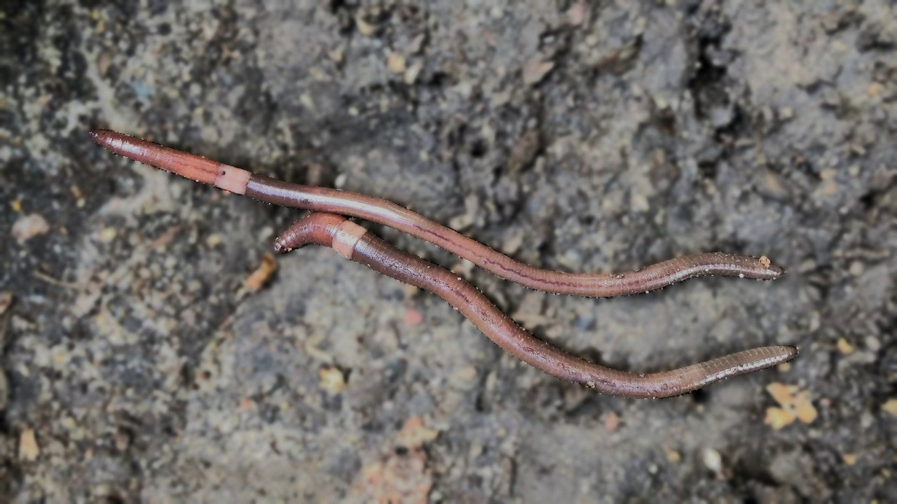 Look Out for Jumping Worms: A Garden Nightmare and What To Do About It ...