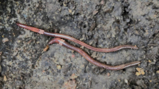 Look Out for Jumping Worms: A Garden Nightmare and What To Do About It