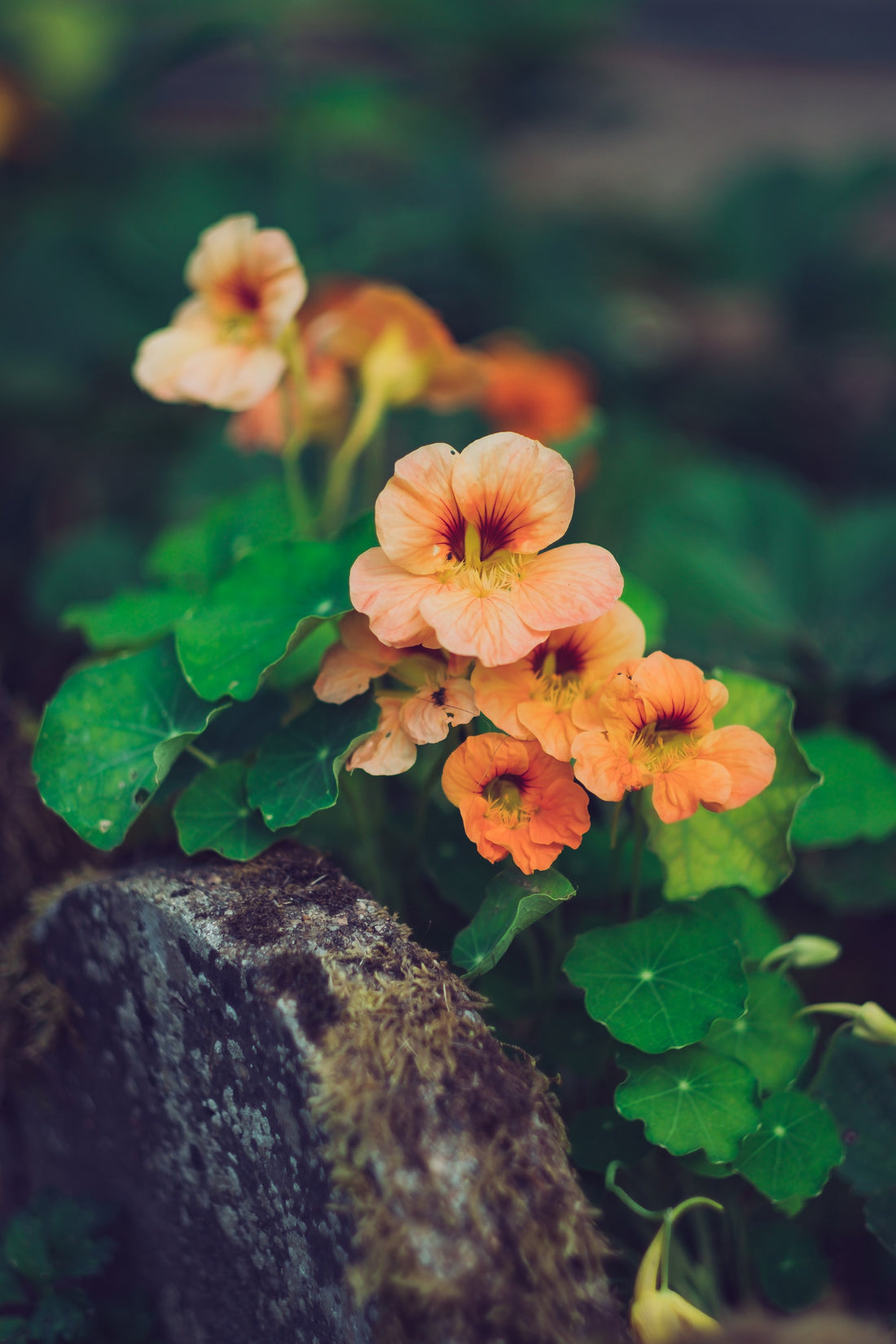 How To Grow Nasturtiums and Why You Should