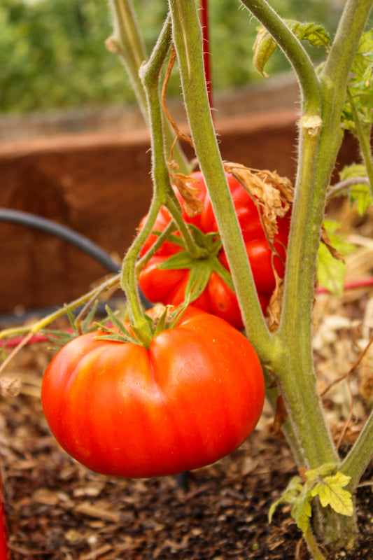 Growing Tomatoes in a Trench: A Way to Achieve Larger and Healthier Plants