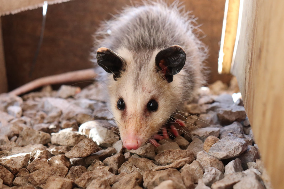 Opossums In The Garden: Why We Need These Nighttime Friends