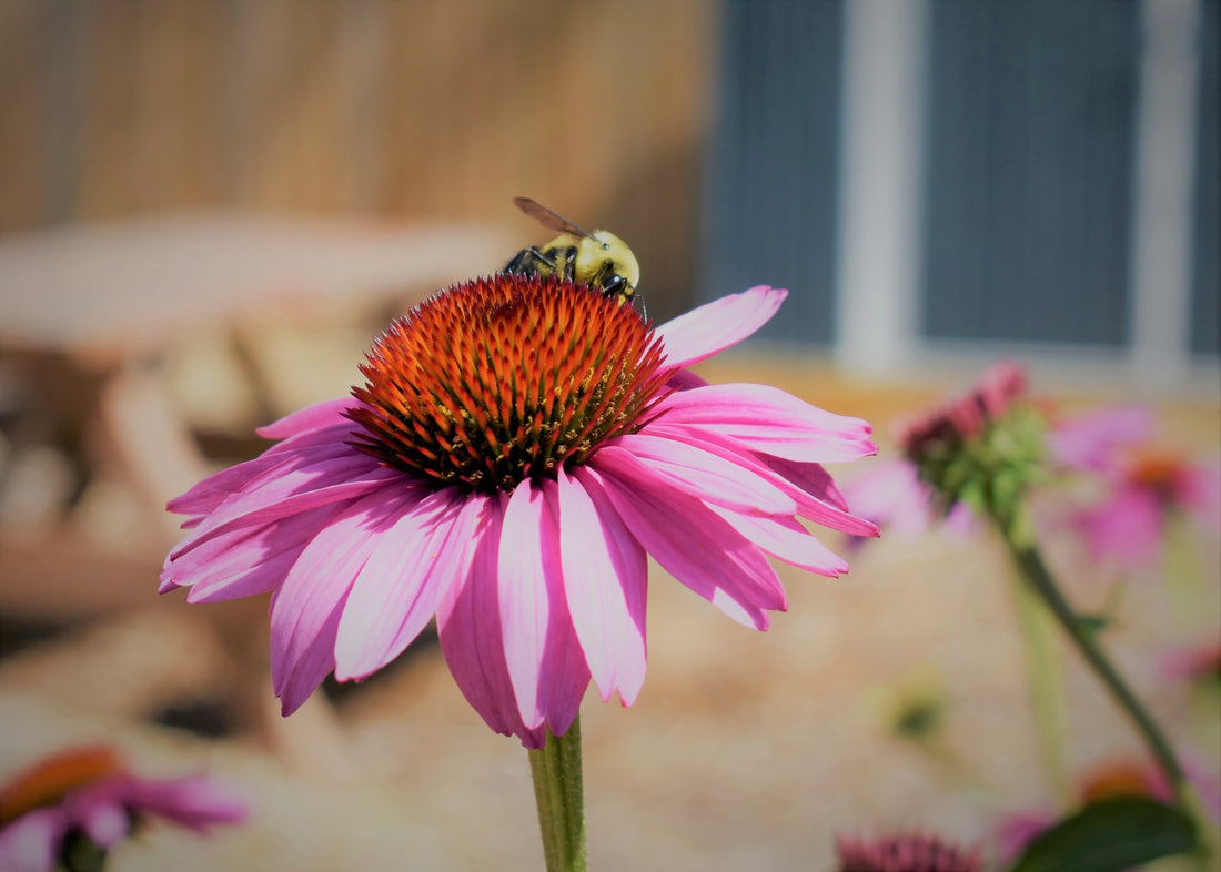 Six Amazing Flowers To Attract Beneficial Insects