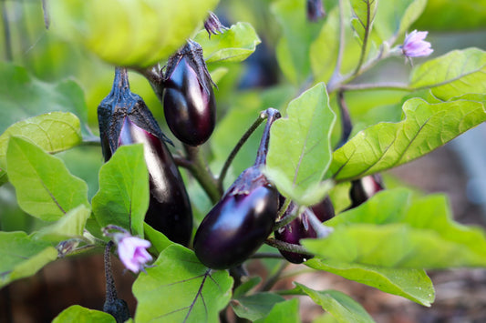 How To Grow Eggplant In The Garden