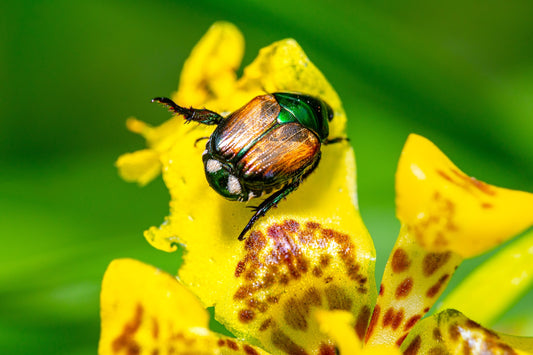 Managing Japanese Beetles: Natural Control Methods for Gardeners
