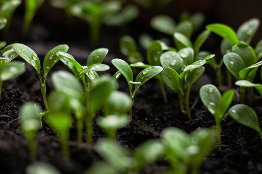 The Importance of Thinning Seedlings