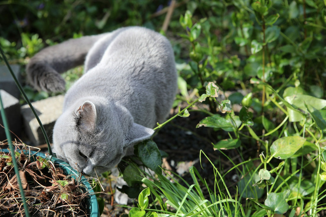 Benefits Of Including Your Cat In Your Garden Plan