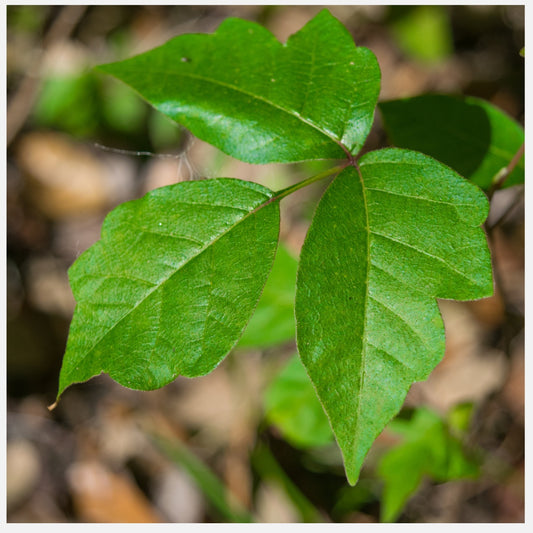 How To Banish Poison Ivy From The Garden