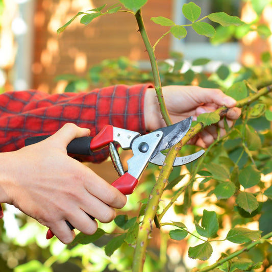 Pruning: A Guide to Maintaining Healthy Plants and Trees
