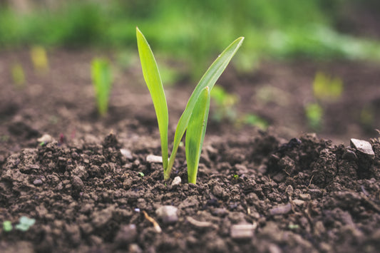 Understanding The Soil Food Web and Its Importance For A Thriving Garden