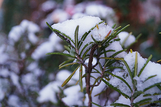 Winter Herbs That Survive Freezing Temperatures