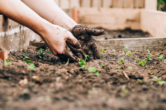 How To Transition to Sustainable Gardening