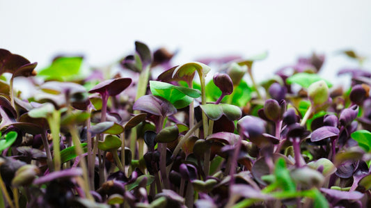 Triple Harvesting: Microgreens, Baby Greens, and Mature Vegetables
