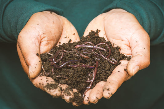 Worm Composting: A Guide to Setting Up and Maintaining a Worm Composting System