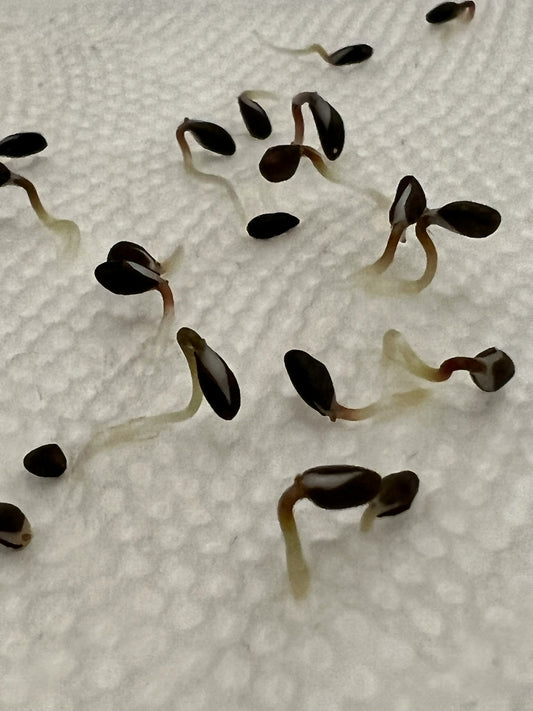 How to Determine Seed Viability and Germination Rate