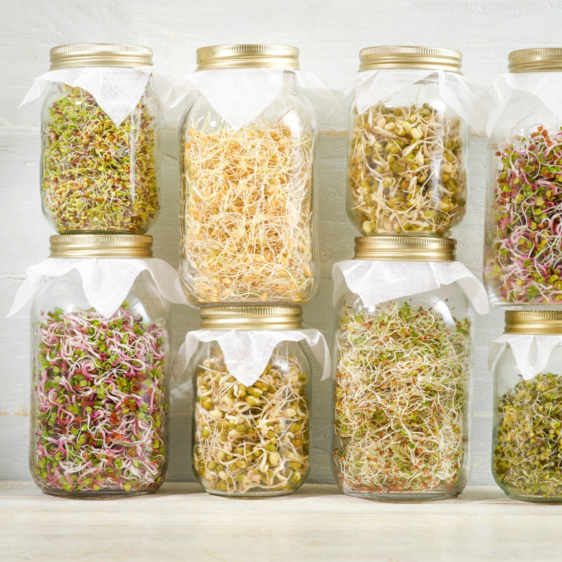 How To Grow Sprouts Indoors