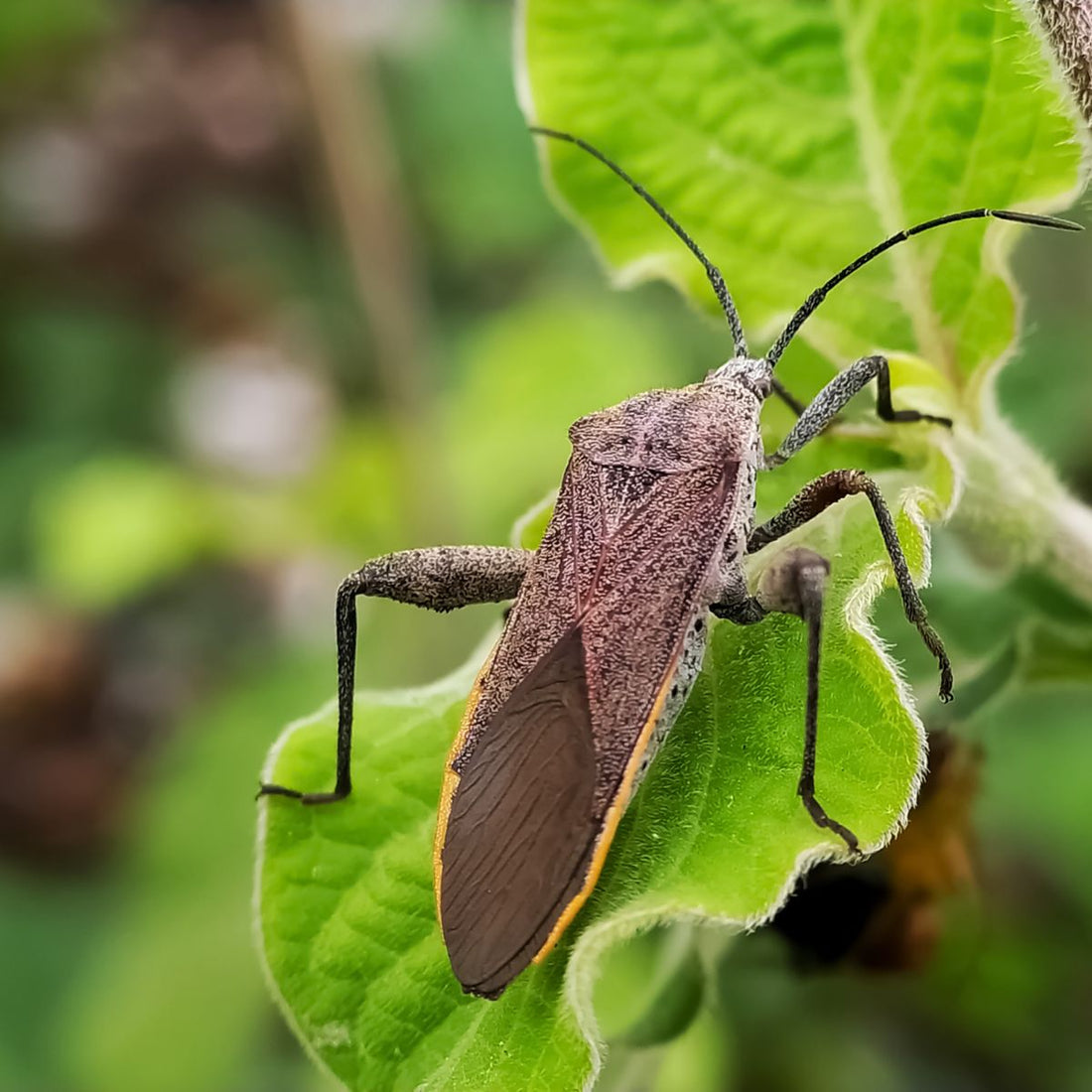 Squash Bug: Identification, Damage, and Prevention Strategies