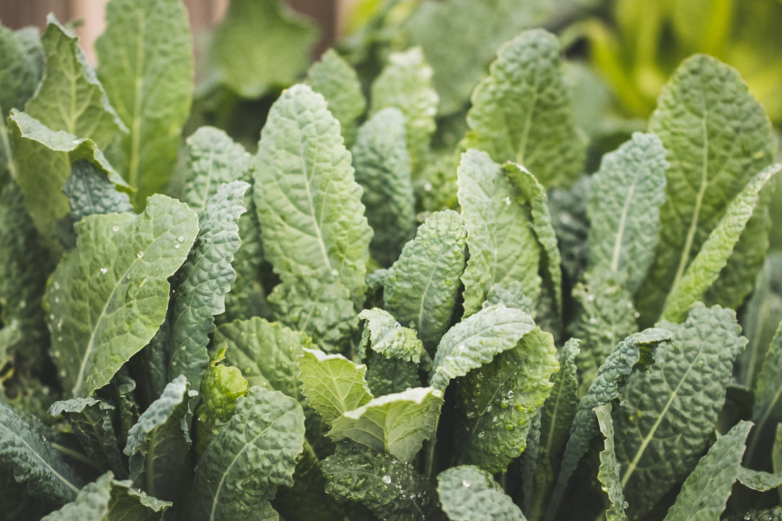 Basics of Growing Kale Outdoors