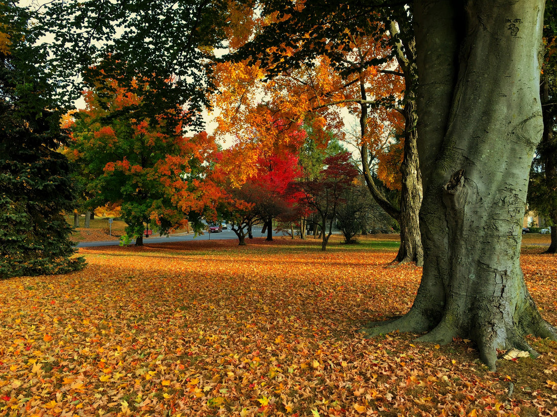 Why You Should Leave the Leaves for Wildlife This Fall