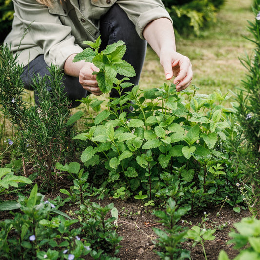 Time-Saving Tips For Gardeners