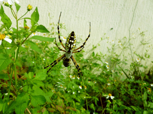 Welcome The Spiders in Your Garden: Nature's Top Pest Controllers