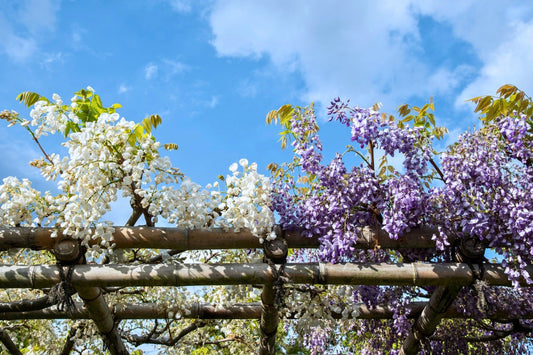 The Plants That Will Outlive You If You’re Not Careful