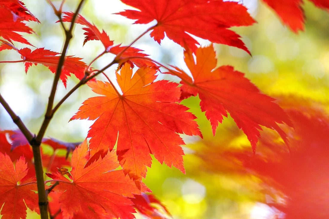 Autumn Gardening To-Do