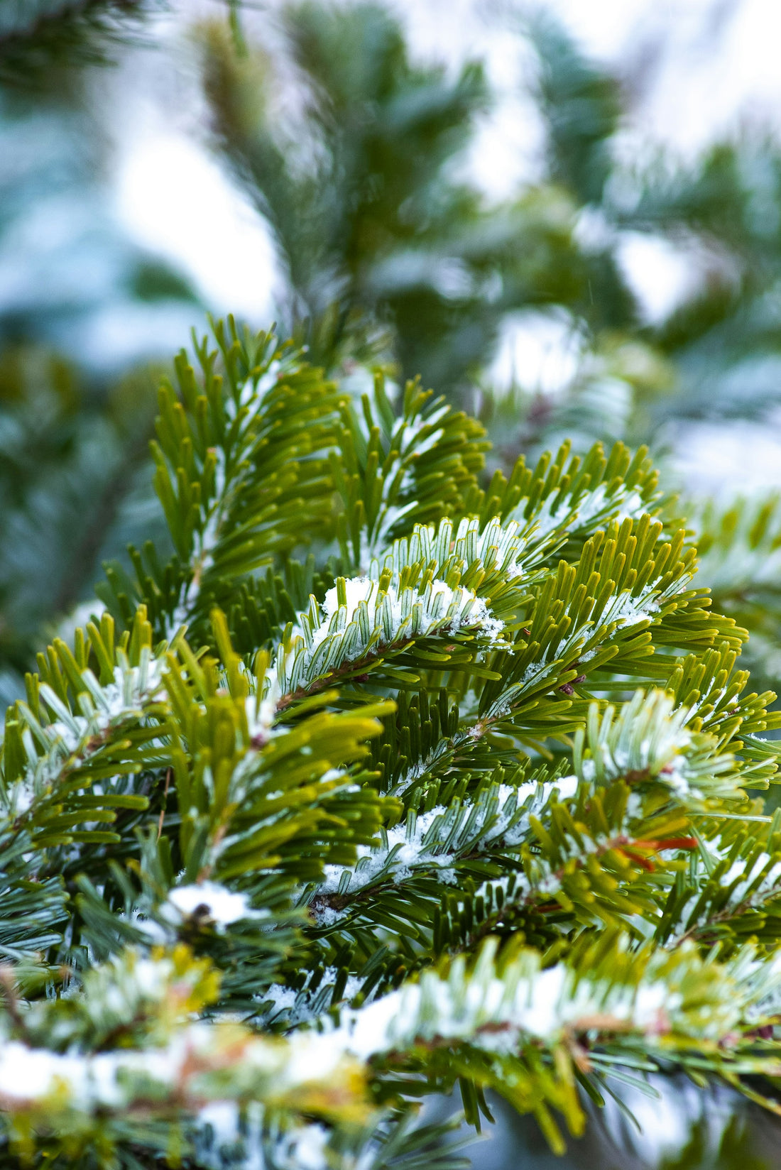 Expert Strategies to Protect Trees and Shrubs from Winter Weather