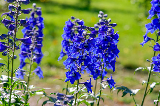 How to Grow Larkspur From Seed