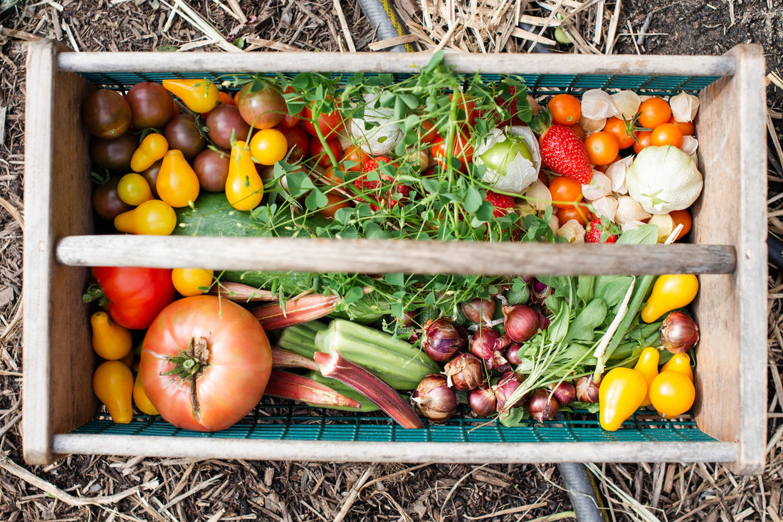 How Growing Your Own Vegetables Can Benefit Your Health and Wallet