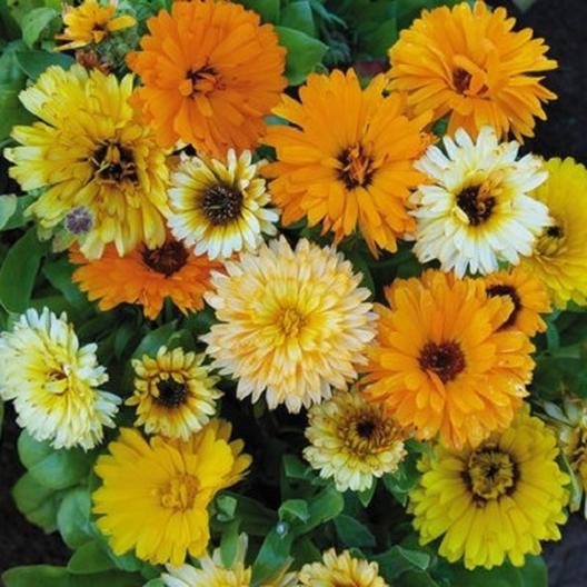 Caleng Flower Calendula Flowers – Isla's Garden