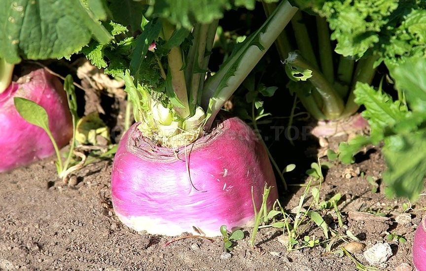 Rutabaga – Islasgarden