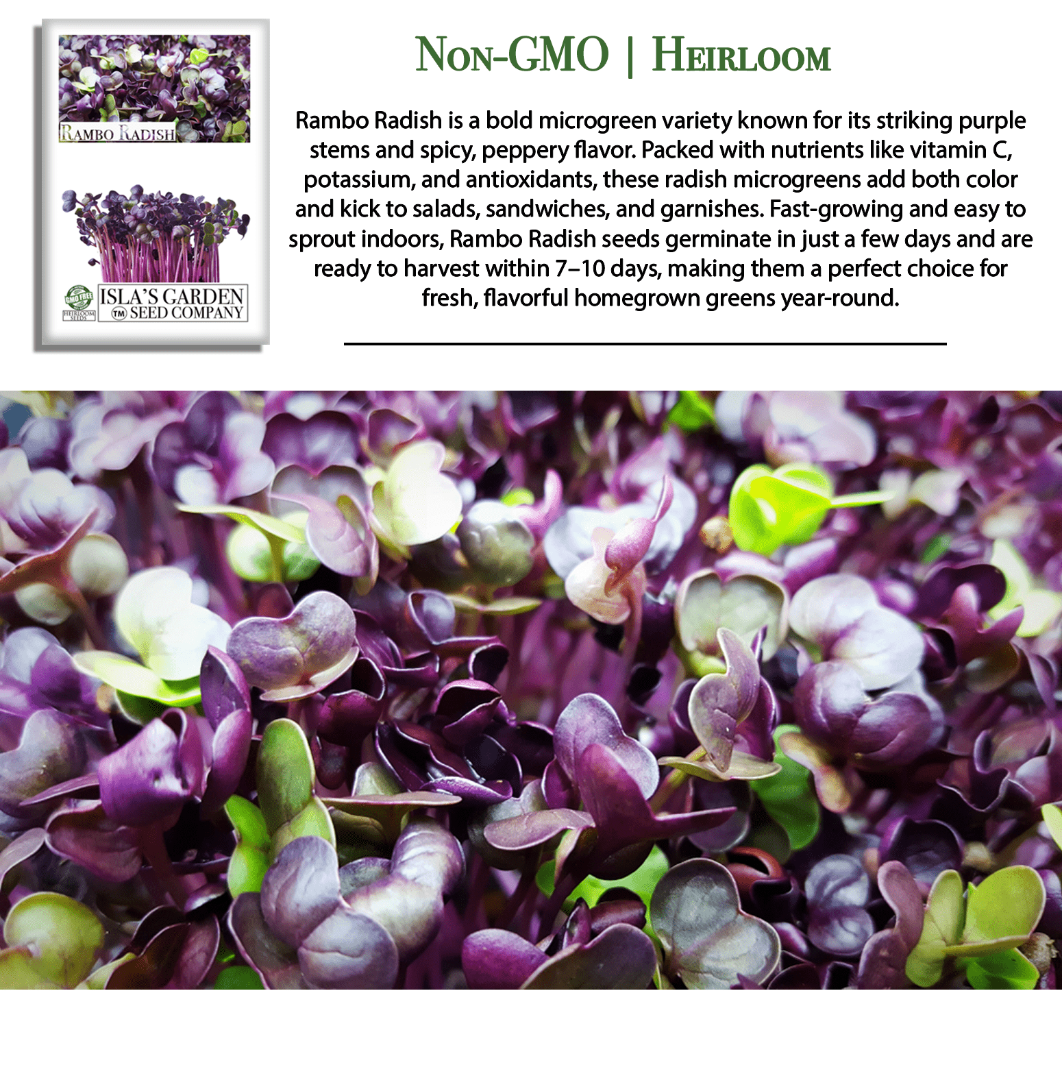 Rambo Radish | 200 Seeds/Pk