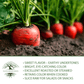 Atomic Red Carrots | 250 Seeds/Pk