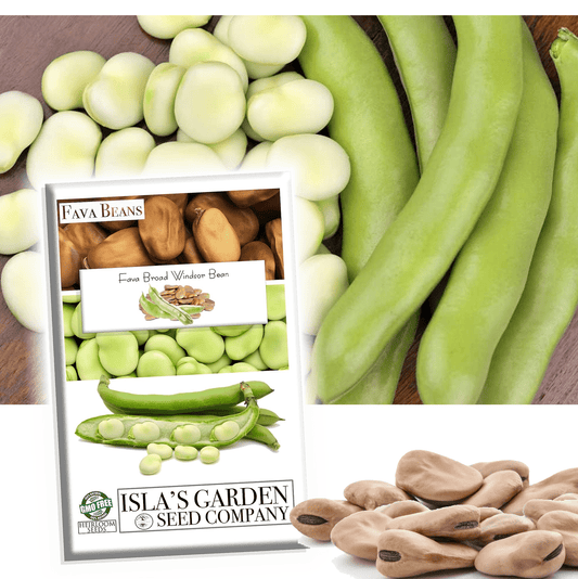 Fava Broad Windsor Bean Seeds, 25 Heirloom Seeds Per Packet, Non GMO Seeds