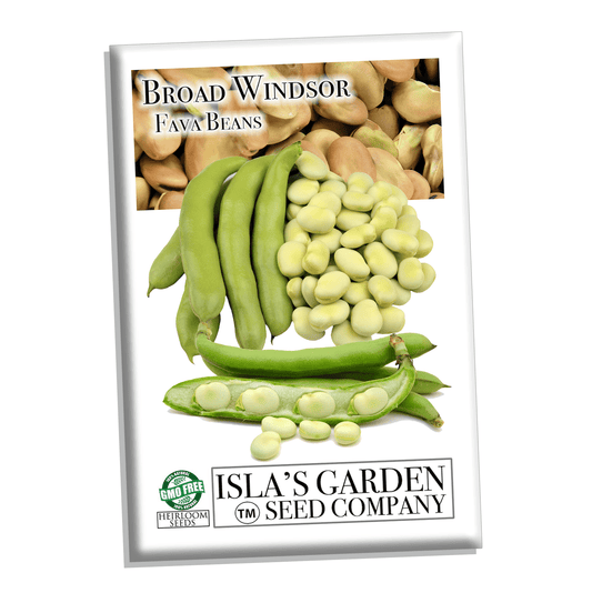 Fava Broad Windsor Bean Seeds, 25 Heirloom Seeds Per Packet, Non GMO Seeds