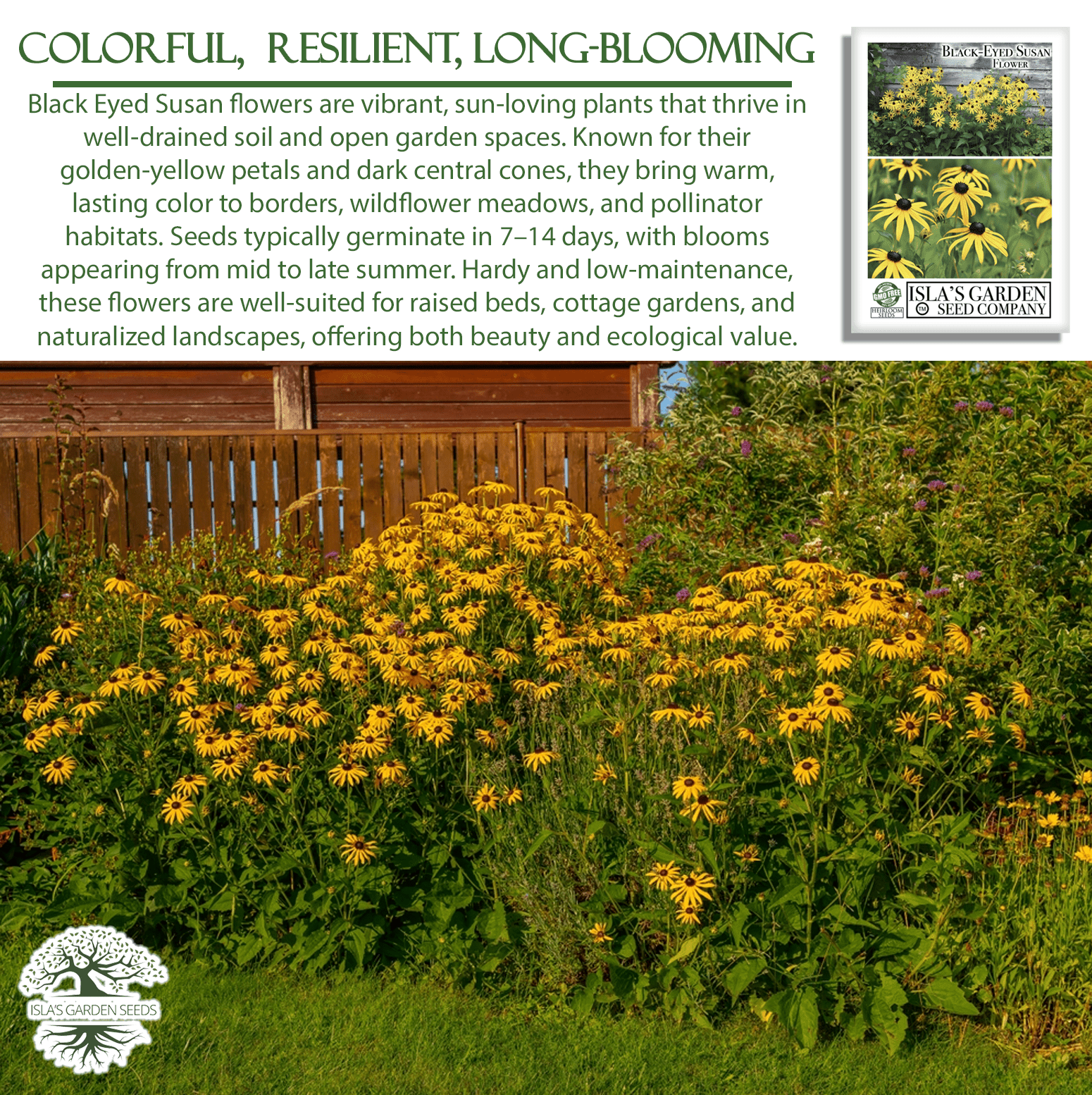 Black Eyed Susan | 3,000 Seeds/Pk