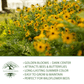 Black Eyed Susan | 3,000 Seeds/Pk