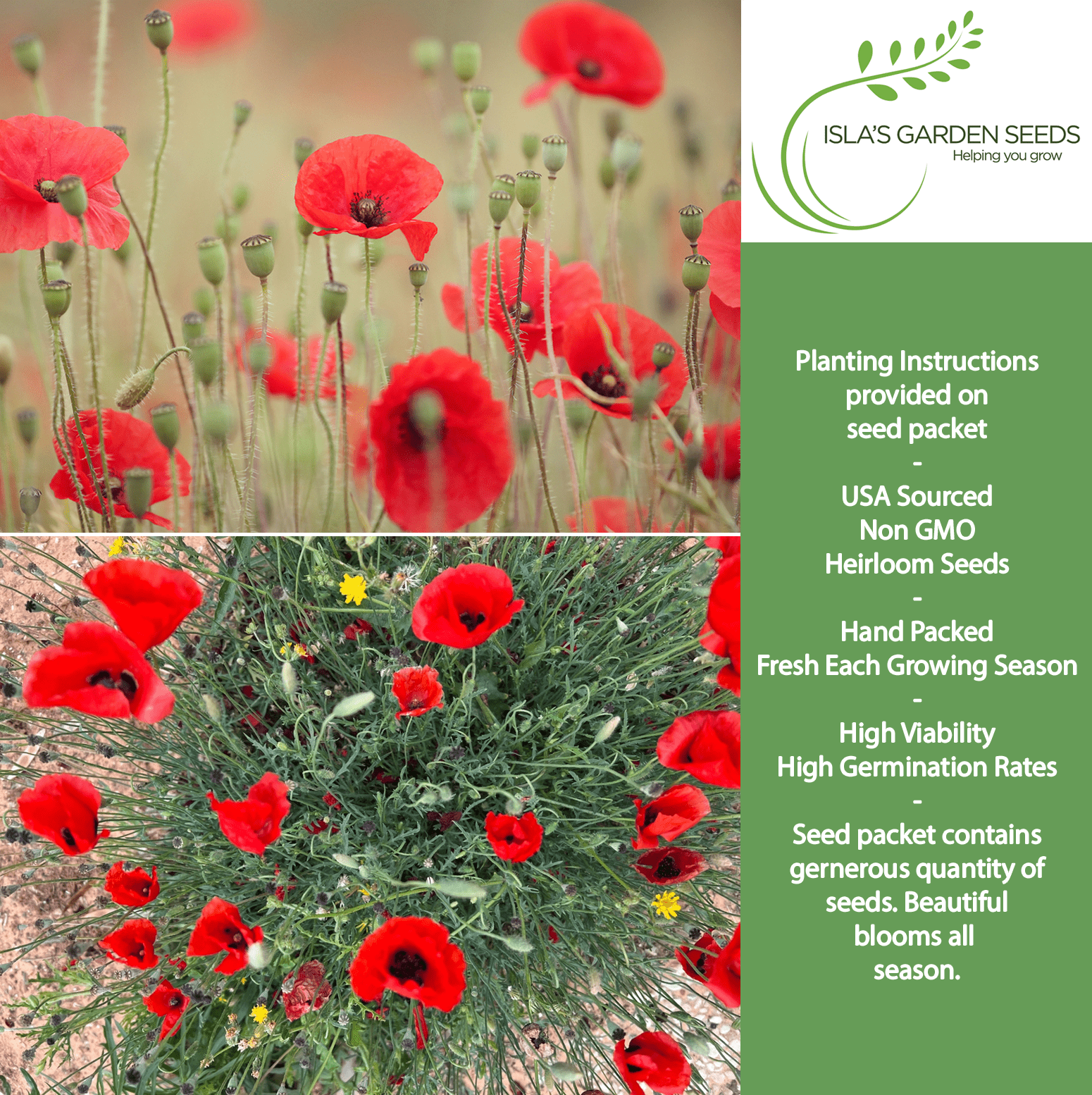 Red American Legion Poppy | 3,000 Seeds/Pk