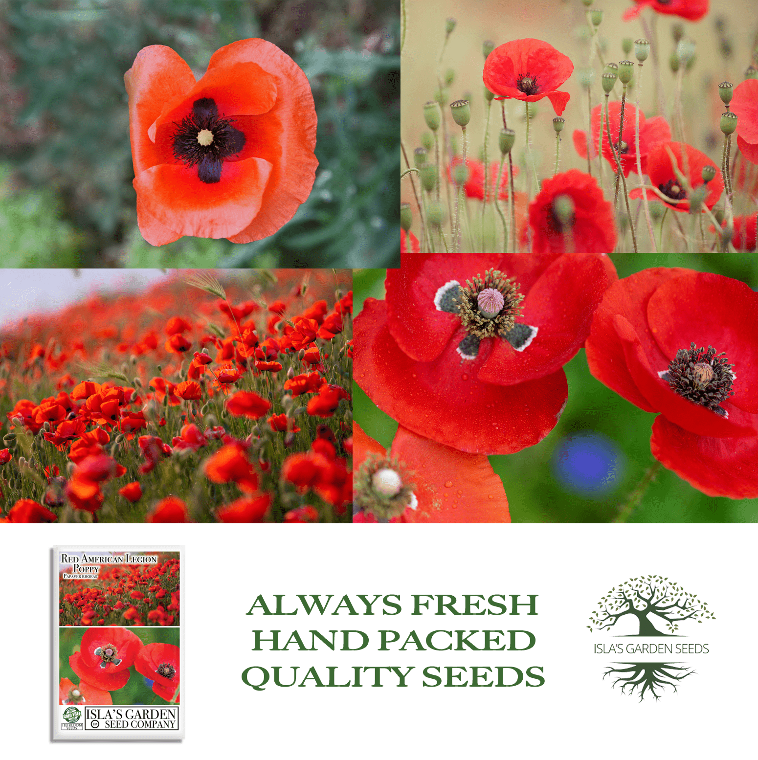 american flower seeds Red American Legion Poppy Seeds, 3000 Heirloom Flower Seeds Per Packet, Non GMO Seeds, Isla's Garden Seeds