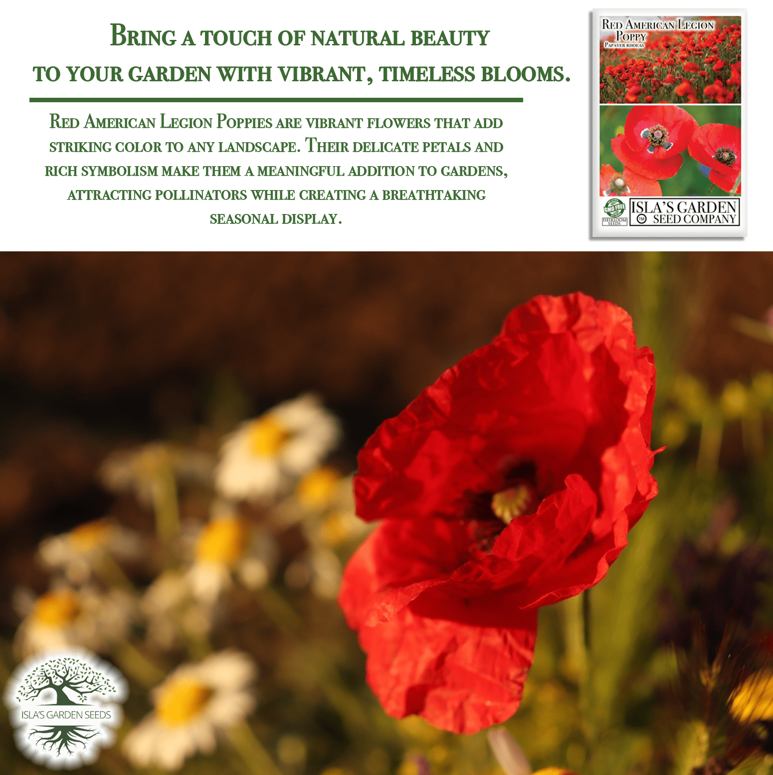 Red American Legion Poppy | 3,000 Seeds/Pk
