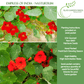 Empress of India Nasturtium | 50 Seeds/Pk