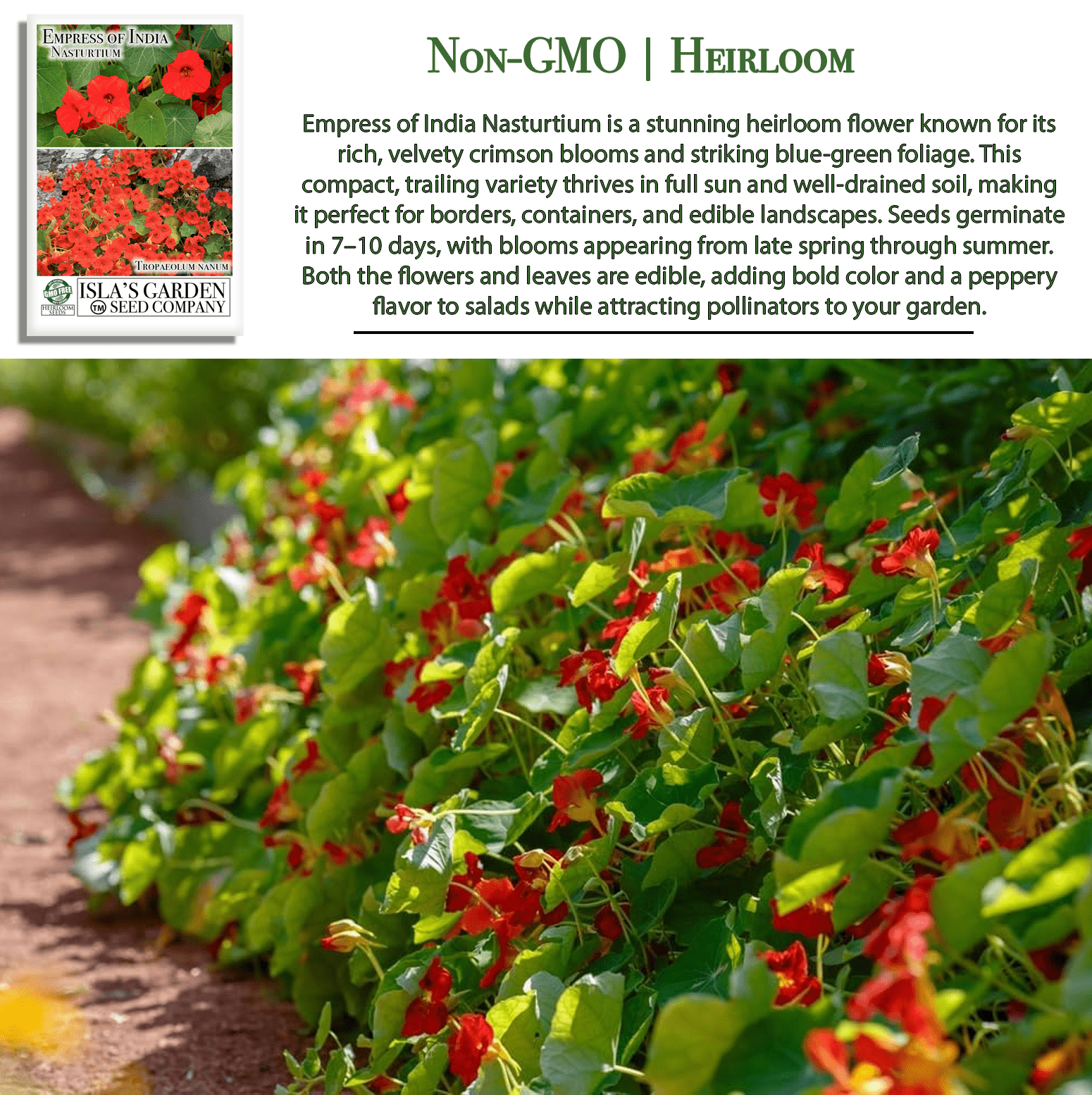 Empress of India Nasturtium | 50 Seeds/Pk