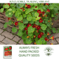 Empress of India Nasturtium | 50 Seeds/Pk