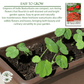Empress of India Nasturtium | 50 Seeds/Pk