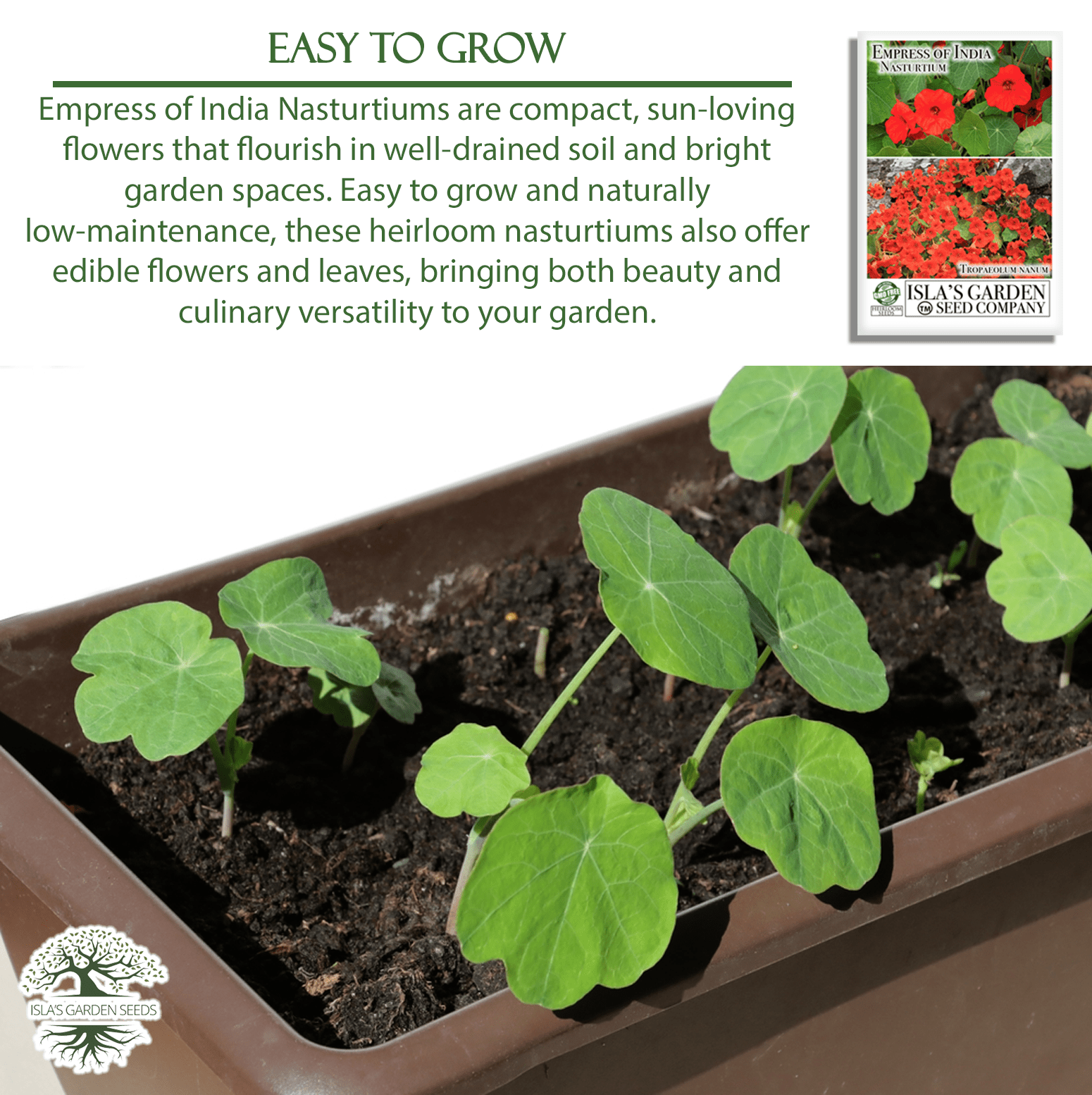 Empress of India Nasturtium | 50 Seeds/Pk