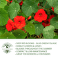 Empress of India Nasturtium | 50 Seeds/Pk
