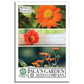 Mexican Sunflower | 100 Seeds/Pk
