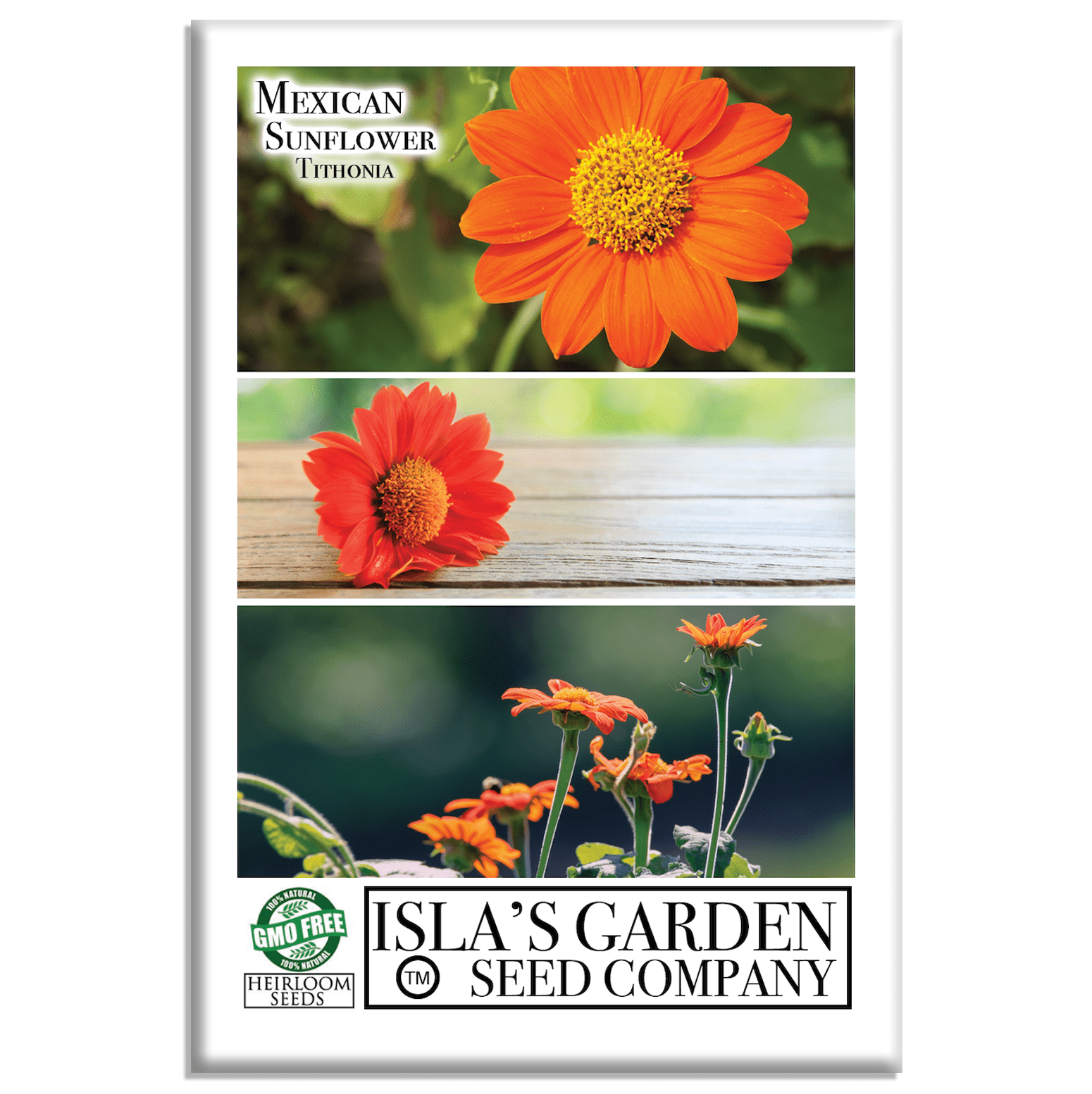 Mexican Sunflower | 100 Seeds/Pk